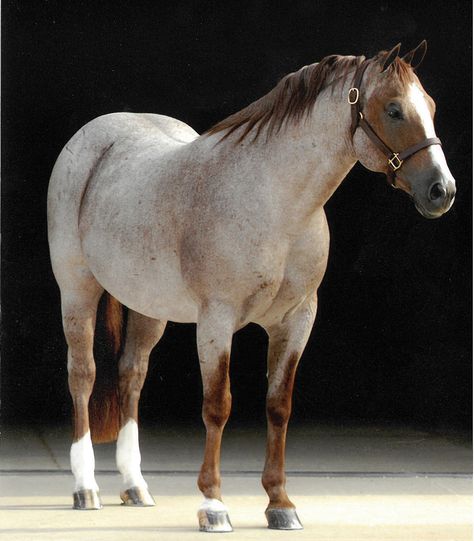 Top 10 Ranch Horse Bloodlines - Western Horseman Blue Roan Quarter Horse, 6666 Ranch, Western Horseman, Working Cow Horse, American Quarter Horse Association, Quarter Horse Stallion, Aqha Horses, Ranch Horse, Cow Horse