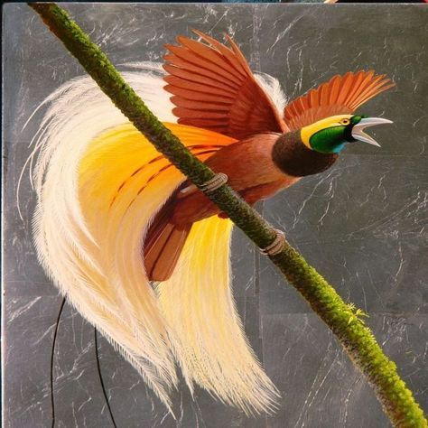 Bird Of Paradise Bird Of Paradise Bird, Greater Bird Of Paradise, Paradise Bird, Most Beautiful Birds, Bird Watchers, Rare Birds, Beautiful Bird, Colorful Bird, New Guinea