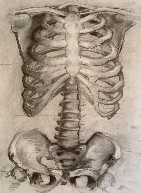 Rib Cage Drawing, Human Ribs, Human Rib Cage, Bone Drawing, Yuumei Art, Art Unit, Drawing Anatomy, Skeleton Anatomy, Skeleton Drawings