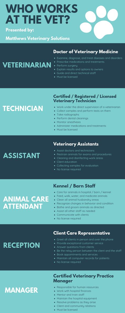 Learn about the positions at a veterinary hospital and what each person does!    Are you ready to join the veterinary profession? Veterinarian School Tips, Vet Receptionist Tips, Veterinary Assistant Tips, Equine Vet Assistant, Zoo Vet Tech, Veterinary Clinic Aesthetic, Being A Veterinarian, Emergency Veterinary Medicine, Vet Receptionist Cheat Sheet