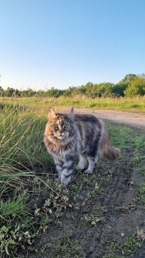 #mainecoon #cat Grey Tabby Mainecoon Cat, Tabby Mainecoon Cat, Grey Mainecoon Cat, Maine Coone Aesthetic, Mane Coone Cats, Mainecoon Cat Aesthetic, Mancoon Cat, Mancoon Cats, Maine Cooney Cats