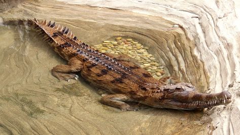 False Gharial False Gharial, Gharial Crocodile, Alligator Image, Crocodiles, Reptiles And Amphibians, Large Animals, Creature Design, Amphibians, Facts About