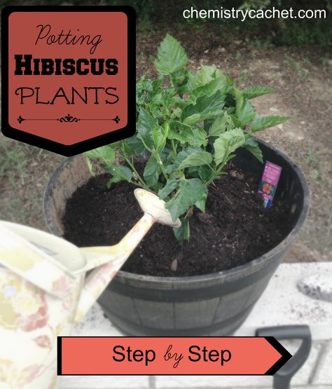 Potting Hibiscus Step by Step on chemistrycachet.com Garden Frogs, Hibiscus Plant, Garden Markers, Love Garden, Hibiscus Flower, Companion Planting, Hibiscus Flowers, Front Garden, Modern Garden