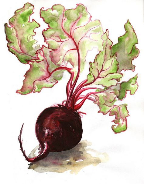 Seriously. Beetroots. What even. But the colours are stunning! Beetroot Study I by Amy Holliday, via Flickr Vegetable Painting, Watercolor Food, Watercolor Fruit, Illustration Botanique, Watercolour Inspiration, Food Painting, Fruit Painting, 수채화 그림, Botanical Watercolor