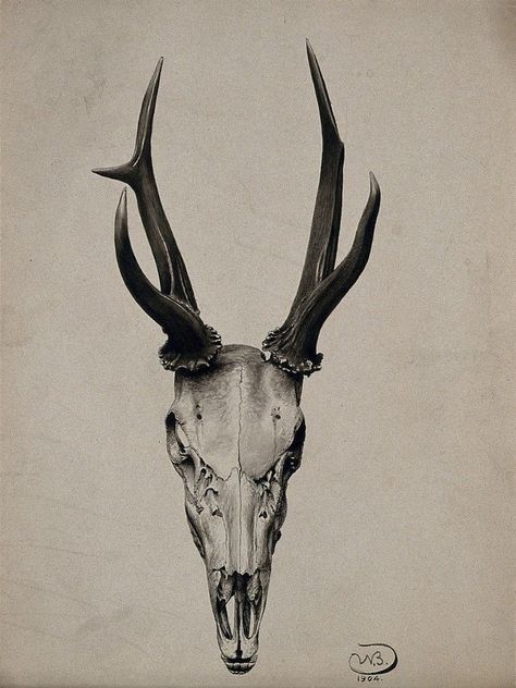 A stag's skull seen from above. Watercolour, 1904. Source: Wellcome Collection Animal Skull Drawing, Deer Skull Tattoos, Deer Skull Art, Camera Tattoos, Sheep Skull, One Word Tattoos, Skull Reference, White Tattoos, Surreal Tattoo