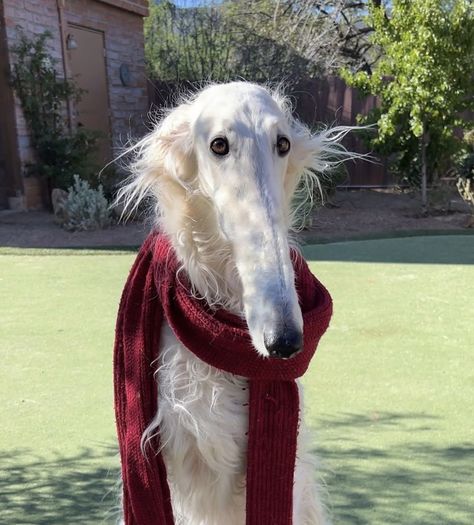 Borzoi Dog, Types Of Animals, Silly Dogs, Silly Animals, Whippet, Cute Little Animals, Cute Funny Animals, Animals And Pets, Simple Design