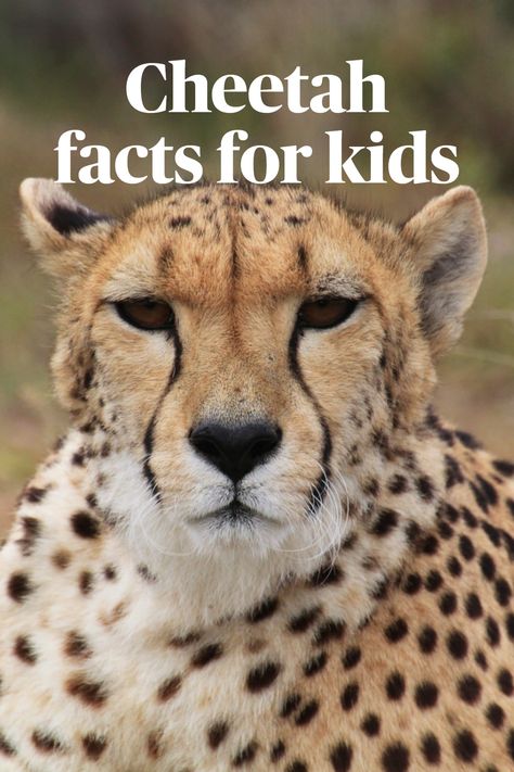 Cheetah Facts For Kids, Safari Animals Preschool, Cheetah Crafts, Animal Facts Interesting, Animal Facts For Kids, African Cats, Animal Activities For Kids, Cute Cheetah, Land Animals