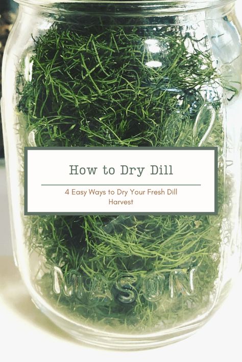 How To Dry Dill Herbs, How To Preserve Dill, How To Dry Dill, Cheese Curds Recipe, German Potato Pancakes, Fried Cheese Curds, Making Jerky, Home Canning Recipes, German Potatoes