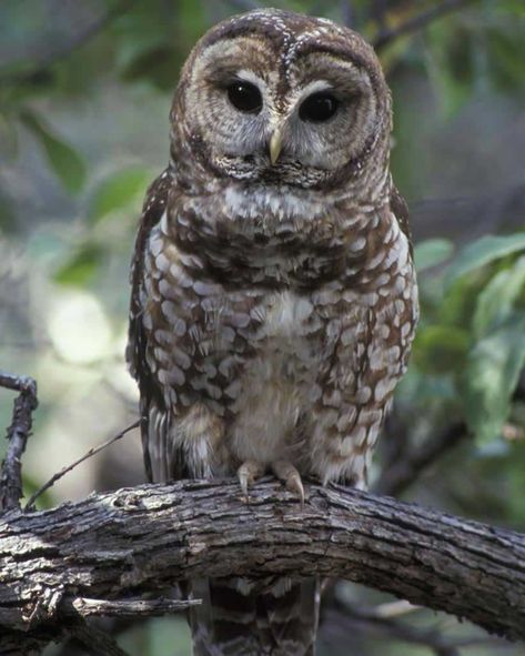 Northern Spotted Owl, Logging Industry, Spotted Owl, Barred Owl, Owl Photos, Owl Pictures, Owl Lovers, Owl Tattoo, Owl Bird