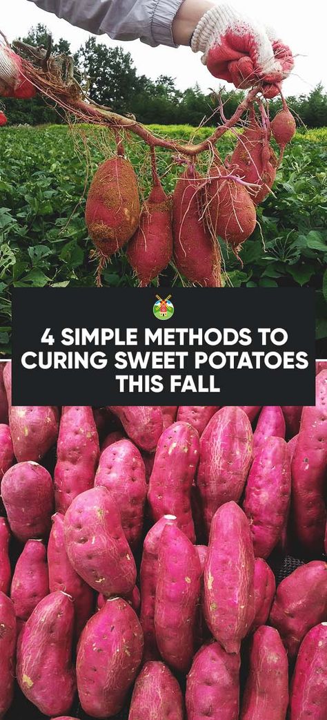 4 Simple Methods to Curing Sweet Potatoes Store Veggies, Morning Chores, Growing Tomatoes Indoors, Potato Gardening, Growing Sweet Potatoes, Indoor Vegetable Gardening, Growing Potatoes, Winter Vegetables, Garden Veggies