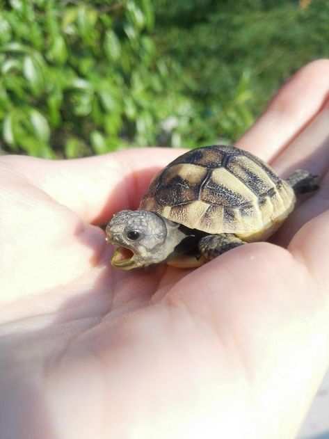 Old Tortoise, Pet Tortoise, Funny Animal Images, Cute Tortoise, Baby Tortoise, Turtles Funny, Pet Turtle, Tortoise Turtle, Turtle Love