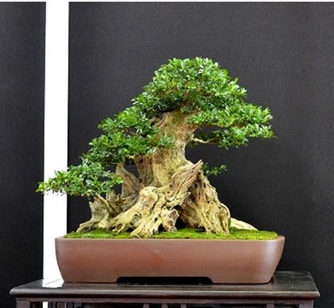 More Great Boxwood Bonsai – Stone Lantern Boxwood Bonsai, Buxus Sempervirens, Japanese Garden Ideas, Stone Lantern, Ancient Trees, Bonsai Art, Old Farm Houses, Master Gardener, Old Trees