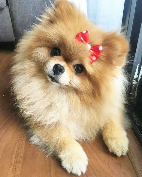 14 Pomeranian Pictures to Brighten Your Day Small Dog, Dogs, Red