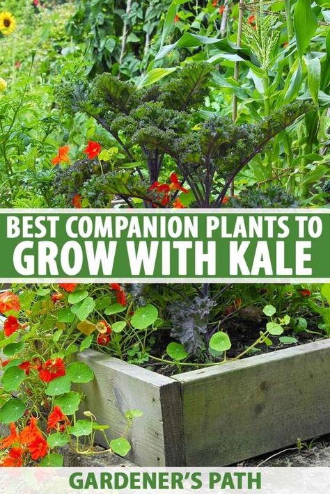 Okra Companion Planting, Eggplant Companion Plants, Nitrogen Fixers, Blueberry Companion Plants, Squash Companion Plants, Carrot Companion Plants, Potato Companion Plants, Strawberry Companion Plants, Pepper Companion Plants