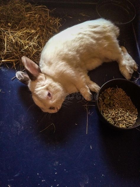 Lazy rabbit. A domestic white rabbit, lying down and resting , #sponsored, #domestic, #rabbit, #Lazy, #resting, #lying #ad Rabbit Lying Down, Bunny Painting, Design Flower, Sketchbook Ideas, White Rabbit, Vector Design, Art Ideas, Sketch Book, Stock Images