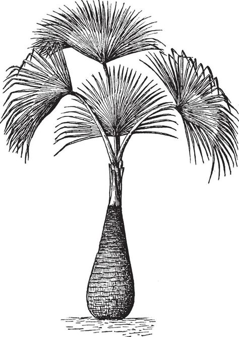 Sabal Palmetto vintage illustration. Sabal Palm, David Painting, Tree Saw, Illustration Vintage, Heart Tree, Cityscape Photos, Logo Banners, Nature Backgrounds, Heart With Arrow