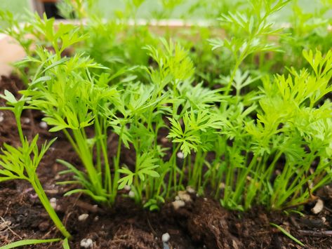 How to Grow Carrots: Tips and Tricks for a Bountiful Harvest When To Harvest Carrots, Carrot Leaves, Carrot Seedlings, Harvesting Carrots, Grow Carrots, Seed Tape, How To Plant Carrots, Growing Carrots, Root Vegetable