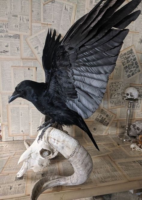 Bird Taxidermy, Ram Skull, Taxidermy Art, Vulture Culture, Crows Ravens, Arte Sketchbook, Animal Skulls, Kraken, Taxidermy