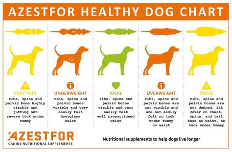 Weight Control in Dogs | Azestfor Healthy Weight Chart, Healthy Weight Charts, Ideal Weight Chart, Pelvic Bone, Weight Chart, Muscle Atrophy, Weight Charts, Types Of Diets, Dog Help