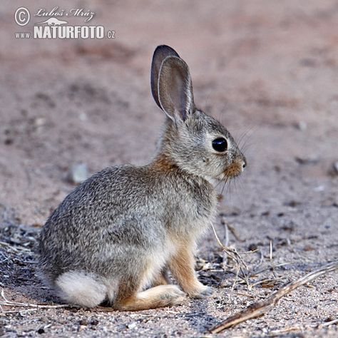 Desert Rabbit, Desert Cottontail, Wild Rabbit, Wildlife Pictures, Wildlife Photos, Nature Wildlife, Peter Rabbit, Nature Images, Bunny Rabbit