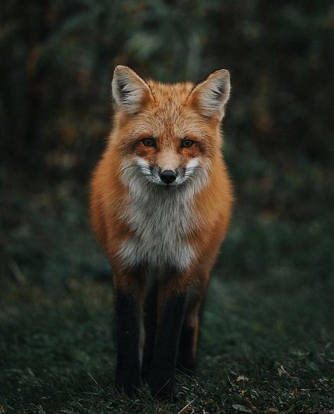 ? Fuchs Aesthetic, Clever Animals, Animals Aesthetic, Fox Images, Cats Coffee, Foxes Photography, Fox Pictures, Fox Painting, Pet Fox