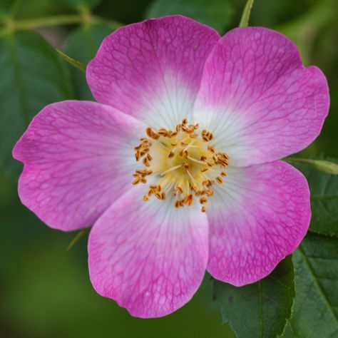 Dog Roses Flower, Dog Rose Flower, Beautiful Planets, English Flowers, Pictures Flowers, Rose Flower Photos, Dog Rose, Flora Flowers, Drawing Flowers