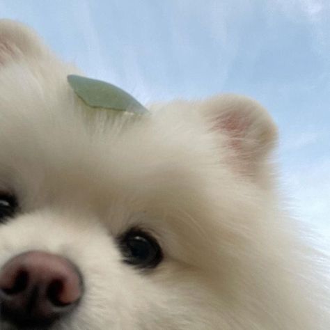 Samoyed Aesthetic, Samoyed Dogs, Cute Animals Puppies, Dogs Cute, Pretty Animals, Silly Dogs, Animals Cute, Animal Photos, Silly Animals