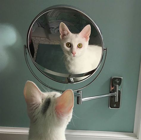 Cat Looking In The Mirror, Comedy Wildlife Photography, Pretty Kitty, Michigan Usa, Pet Photography, Photography Awards, School Art, Illustration Inspiration, Mirror Mirror