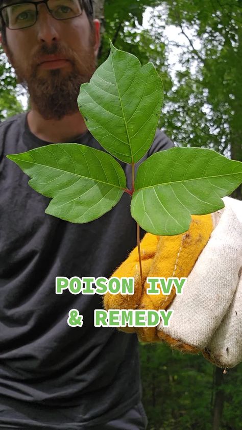 Poison Ivy and a natural remedy called Jewelweed 🌱 #fyp #foryou #pois... | poison ivy rash | TikTok Age Spot Remedies, Poison Ivy Plants, Poison Ivy Remedies, Poison Ivy Rash, Healing Salve Recipe, Healing Salve, Poison Oak, Hippie Living, Salve Recipes