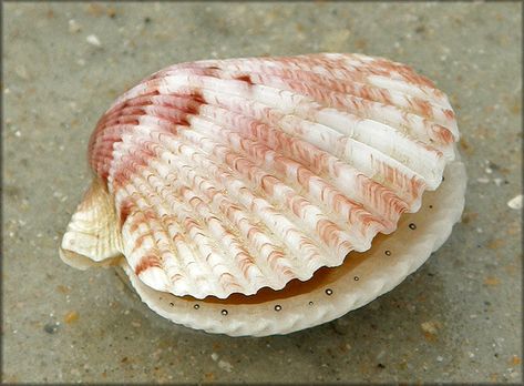 Argopecten gibbus (Linnaeus, 1758) Atlantic Calico Scallop Seashell Types, Calico Scallop, Crystal Seashells, North Carolina State University, Ocean Treasures, Ocean Fashion, Sea Snail, Shell Collection, She Sells Seashells