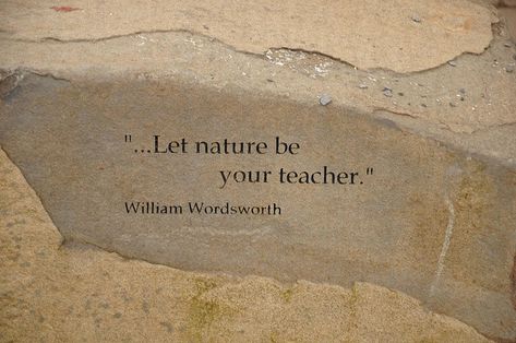 Safari Quotes, Wildlife Quotes, Camp Quotes, Environmental Quotes, Tree Quotes, Wildlife Safari, B2b Marketing, School Curriculum, Forest School