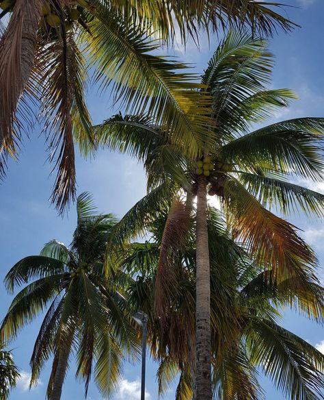 Beautiful trees in Florida Florida Trees, Beautiful Tree, Florida