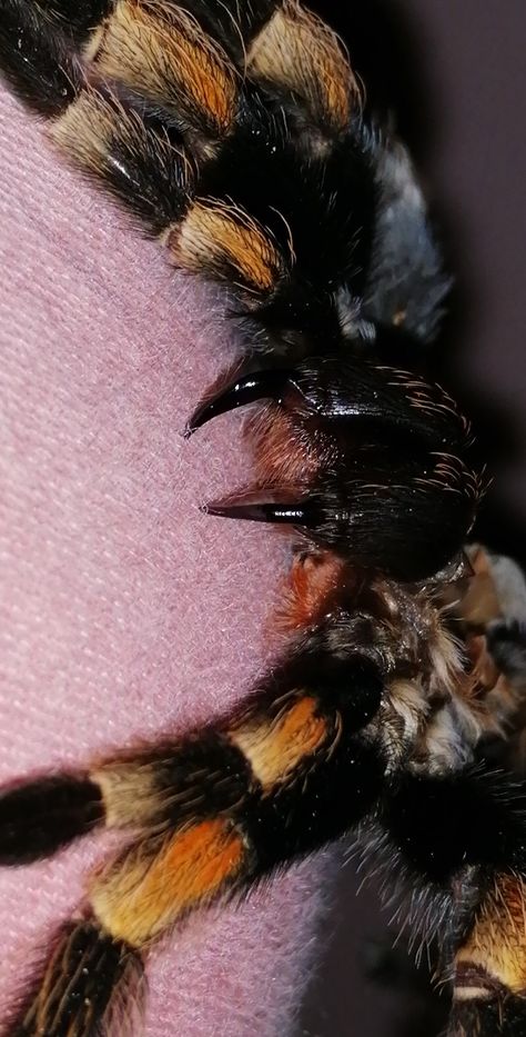 Spider Molting, Cute Tarantula, Tarantula Habitat, Pet Tarantula, Car Cat, Pet Spider, Insect Collection, Cool Bugs, Spider Tattoo