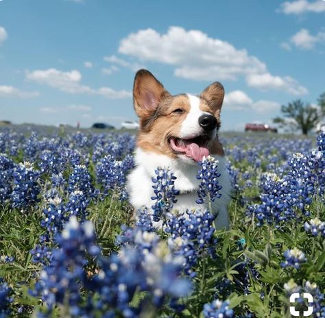 ℓανєи∂єя αєѕтнєтι¢ + ¢σяgι =😊💜 #corgi #lavendar #aesthetic Bluebonnets Texas, Pembroke Welsh Corgi Puppies, 강아지 그림, Corgi Puppy, Cute Corgi, Puppies Funny, Corgi Dog, Welsh Corgi, Dog Photography