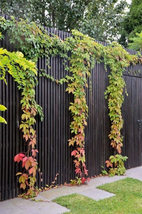 Green Fence, Black Fence, Garden Vines, Garden Architecture, Meteor Garden, Have Inspiration, Backyard Fences, Garden Trellis, Garden Fencing