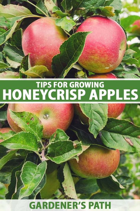 Growing Apples From Seed, Honeycrisp Apple Tree, Planting Apple Trees, Growing Apple Trees, Apple Tree Care, Pruning Apple Trees, Apple Plant, Planting Fruit Trees, Honeycrisp Apple