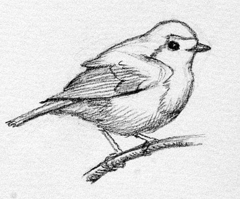 bird sketch: Bird Bunting, Bird Pencil Drawing, Black And White Birds, Bird Sketch, Images Kawaii, Bird Artwork, Animal Sketches, White Bird, Sketches Easy