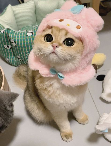 My Melody Hat, Desk Clutter, Fluffy Hat, Kitten Photos, Cute Cats Photos, Dog Hat, Cat Hat, Silly Animals