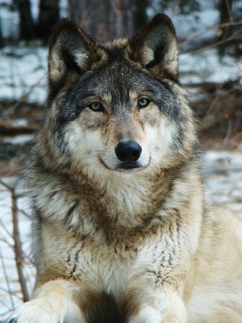 wolf | Alyssa Myhrer | Flickr Wolf World, Wolf Photography, Wolf Quotes, Wolf Photos, Wolf Spirit Animal, Timber Wolf, Wolf Wallpaper, Wolf Love, Wild Wolf