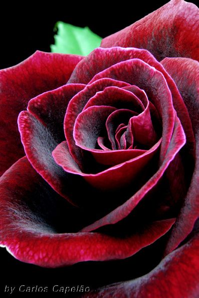 Rose Rose Belle, Coming Up Roses, Colorful Roses, Love Rose, Flower Beauty, Rose Garden, Beautiful Blooms, Amazing Flowers, Love Flowers