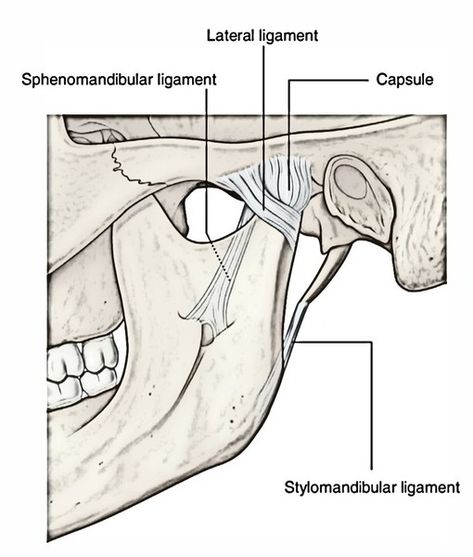 Tmj Relief Remedies, Neck Muscle Anatomy, Temporal Bone, Tmj Relief, Joints Anatomy, Easy Notes, Orthognathic Surgery, Human Body Unit, Dentistry Student