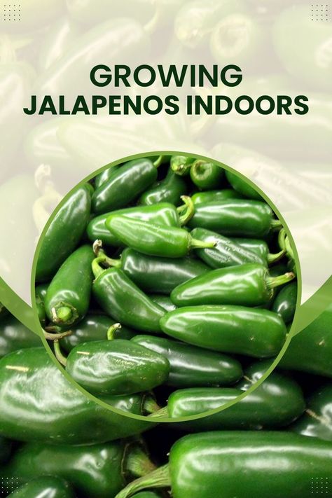 How To Grow Jalapenos From Seeds, Grow Jalapenos, Spices Garden, Growing Jalapenos, Jalapeno Plant, Hot Peppers Plants, Seed Starting Soil, Plant Jungle, Growing Peppers