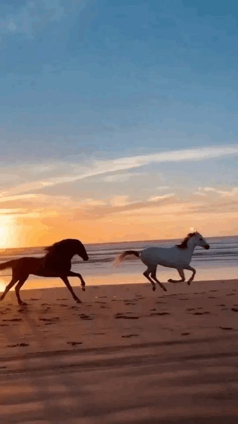 Pasta Gif, Horse Gif, Beau Gif, Red Roses Wallpaper, Horse Wallpaper, Mood Wallpaper, Running Horses, All About Animals, Animal Species