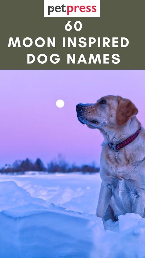 60 Creative Moon Inspired Dog Names For Your Cute Pooch Creative Dog Names, Names That Mean Moon, Puppies Names Female, Dog Name Ideas, Boy Dog Names, Hawaiian Names, Girl Dog Names, Female Dog Names, Best Dog Names