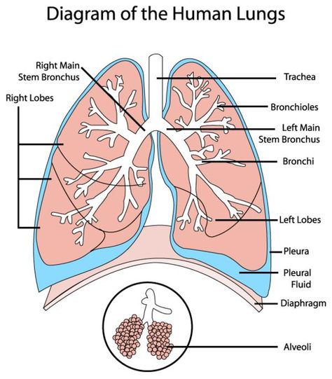 Diagram Of Lungs Lungs Diagram, Lungs Drawing, Respiratory System Anatomy, Human Respiratory System, Lung Anatomy, Paru Paru, Human Lungs, Body Diagram, Human Body Parts