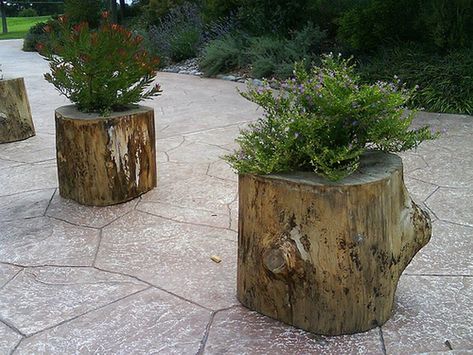 Log Planters, Cheap Planters, Felicity Kendal, Tree Stump Decor, Earthy Art, Backyard Goals, Village Garden, Tree Stump Planter, Tree Stump Table