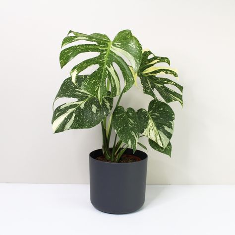 Monstera Thai Constellation L Foliage Dreams Monstera Thai Constellation, Monstera Deliciosa, Pretty Plants, Green Thumb, Constellations, Indoor Plants, House Plants, Green, Plants