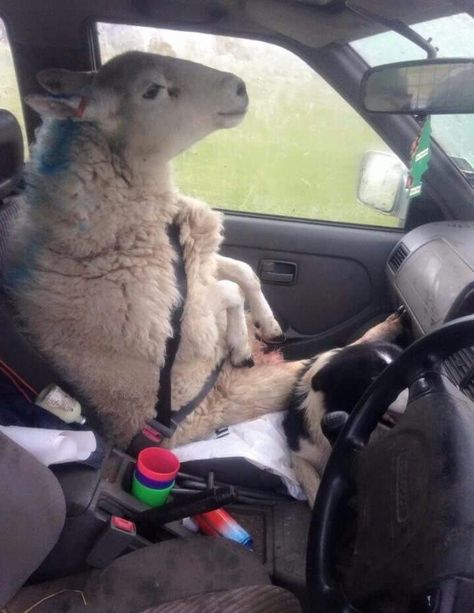 From FB Sheep Meme, Funny Sheep, Cute Sheep, Weird Things, Daily Funny, Funny Animal Pictures, Really Funny Pictures, Funny Kids, Animal Pictures