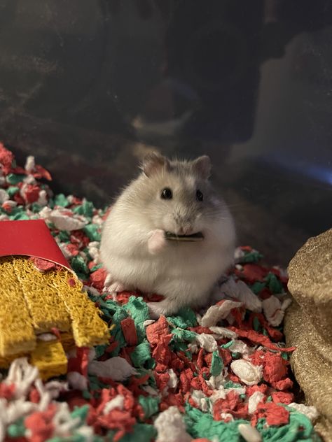 Glacier The Happy Winter White Hamster Eating A Treat Winter White Hamster, White Hamster, Hamster Eating, Russian Winter, Happy Winter, Hamsters, Winter White, The Happy, Lounge