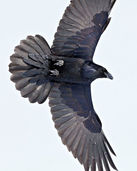 Crow Reference, Raven Images, Raven Wings, Bird People, Raven Bird, Crow Bird, Dark Wings, Inuit Art, Jackdaw